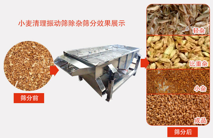 小麥清理振動篩小麥篩分效果展示圖可同時篩分出輕雜，比重雜，小雜，成品等四個等級。